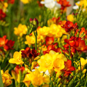 Bolbos Freesias preo barato - Fim de temporada